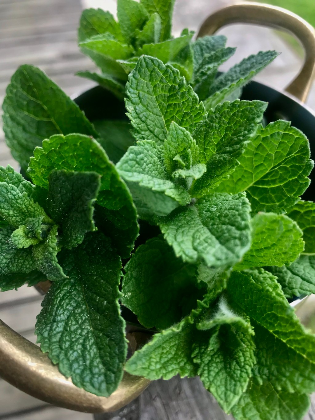 Mint from the&nbsp;Garden