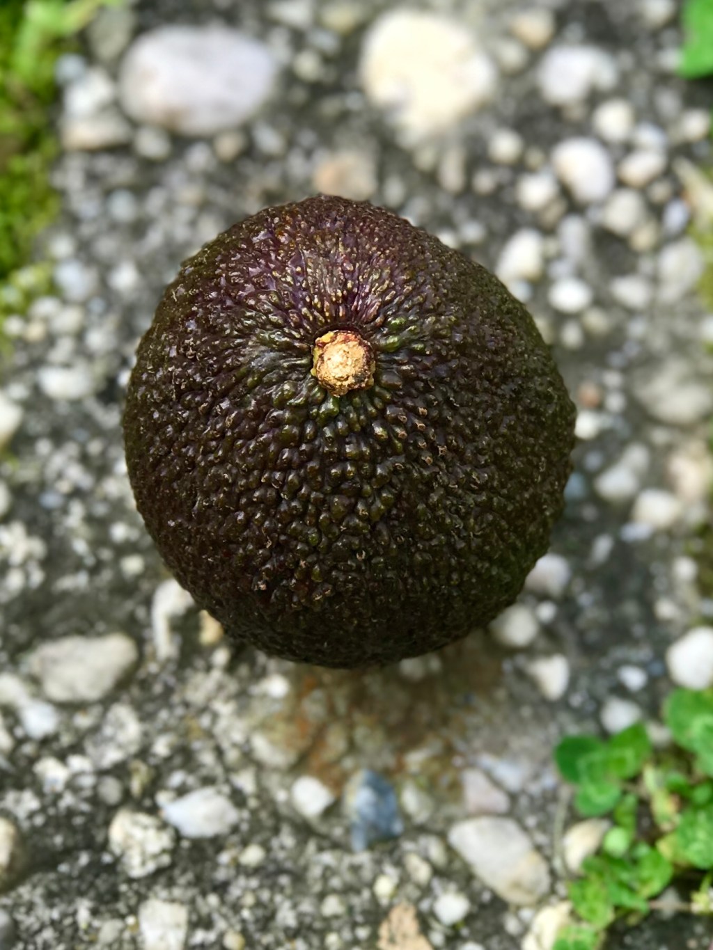What determines the surface and hues of the skin on an&nbsp;avocado?