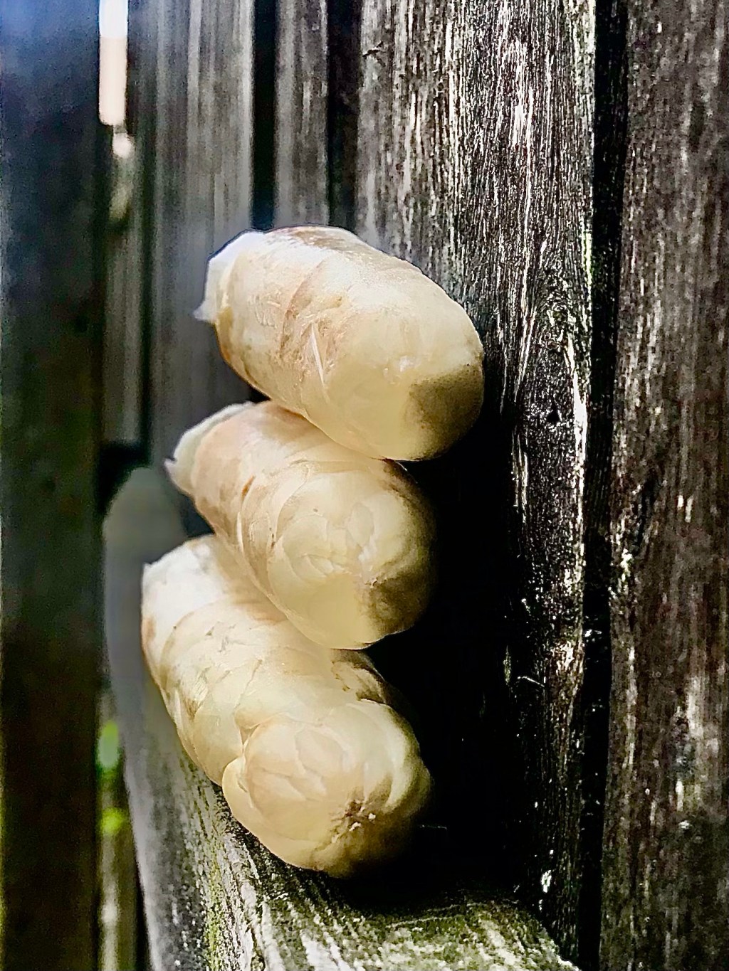 White Asparagus (odd&nbsp;angle)