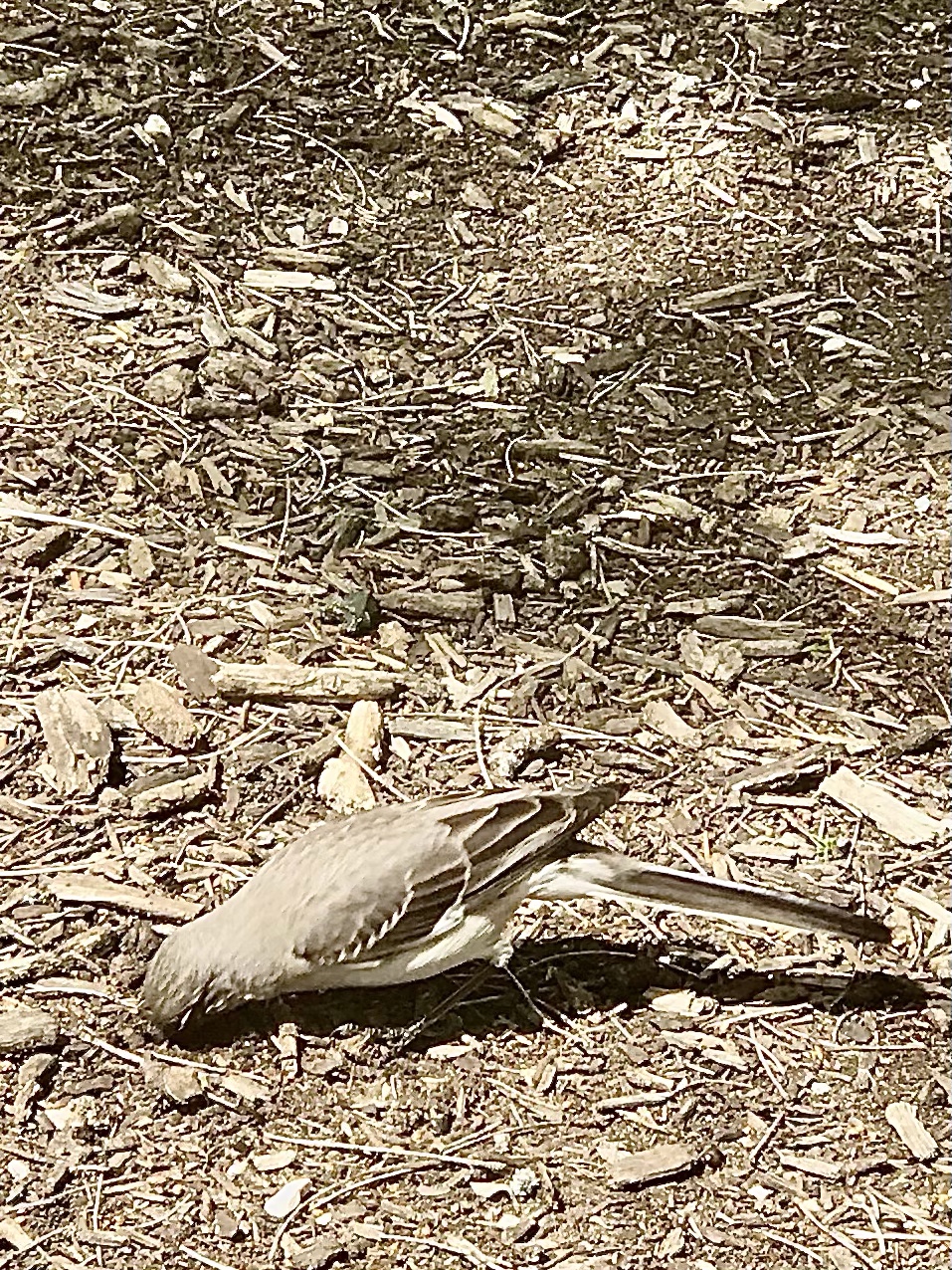 Northern Mockingbird Digging