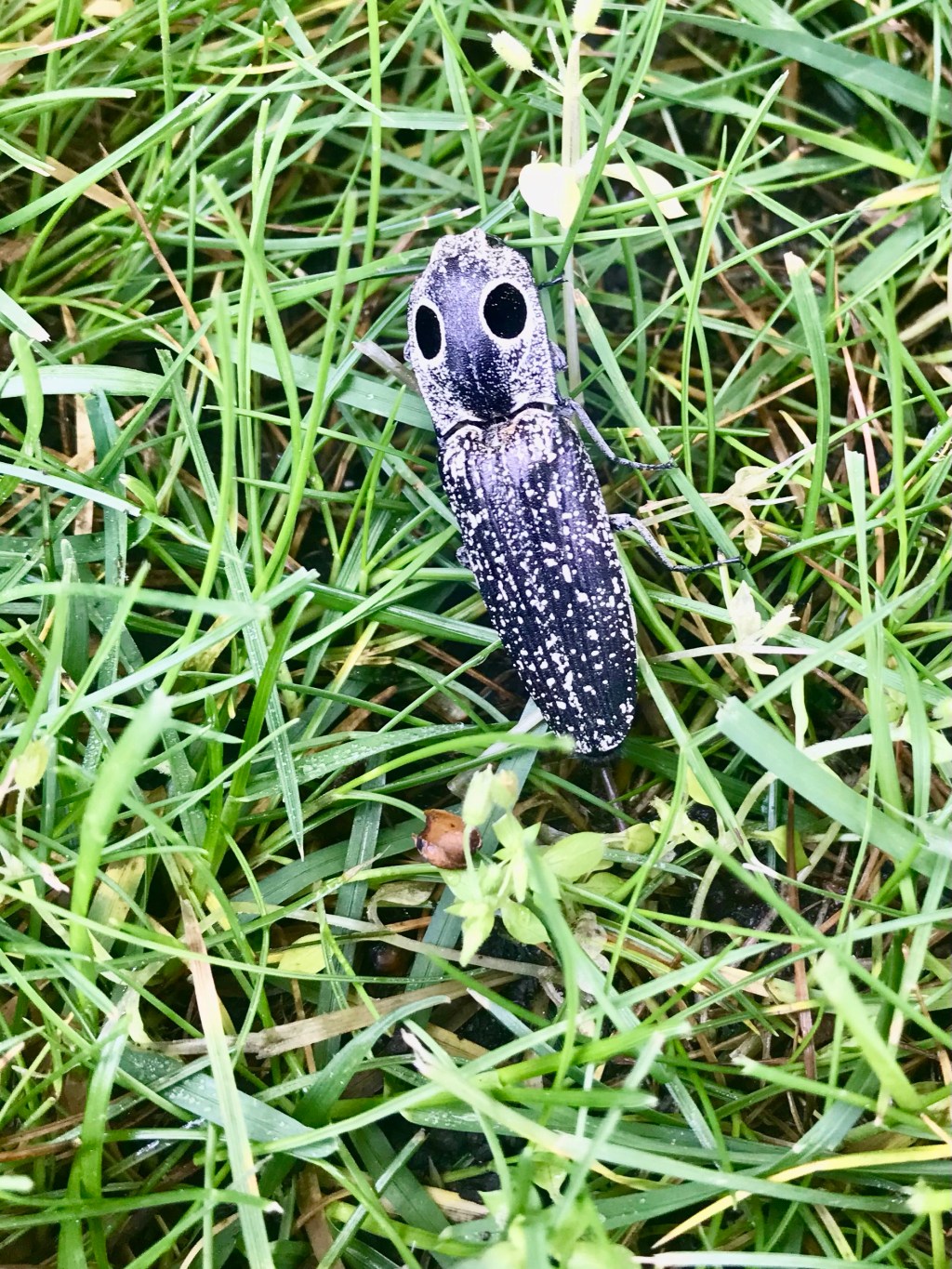 Eastern Eyed Click&nbsp;Beetle