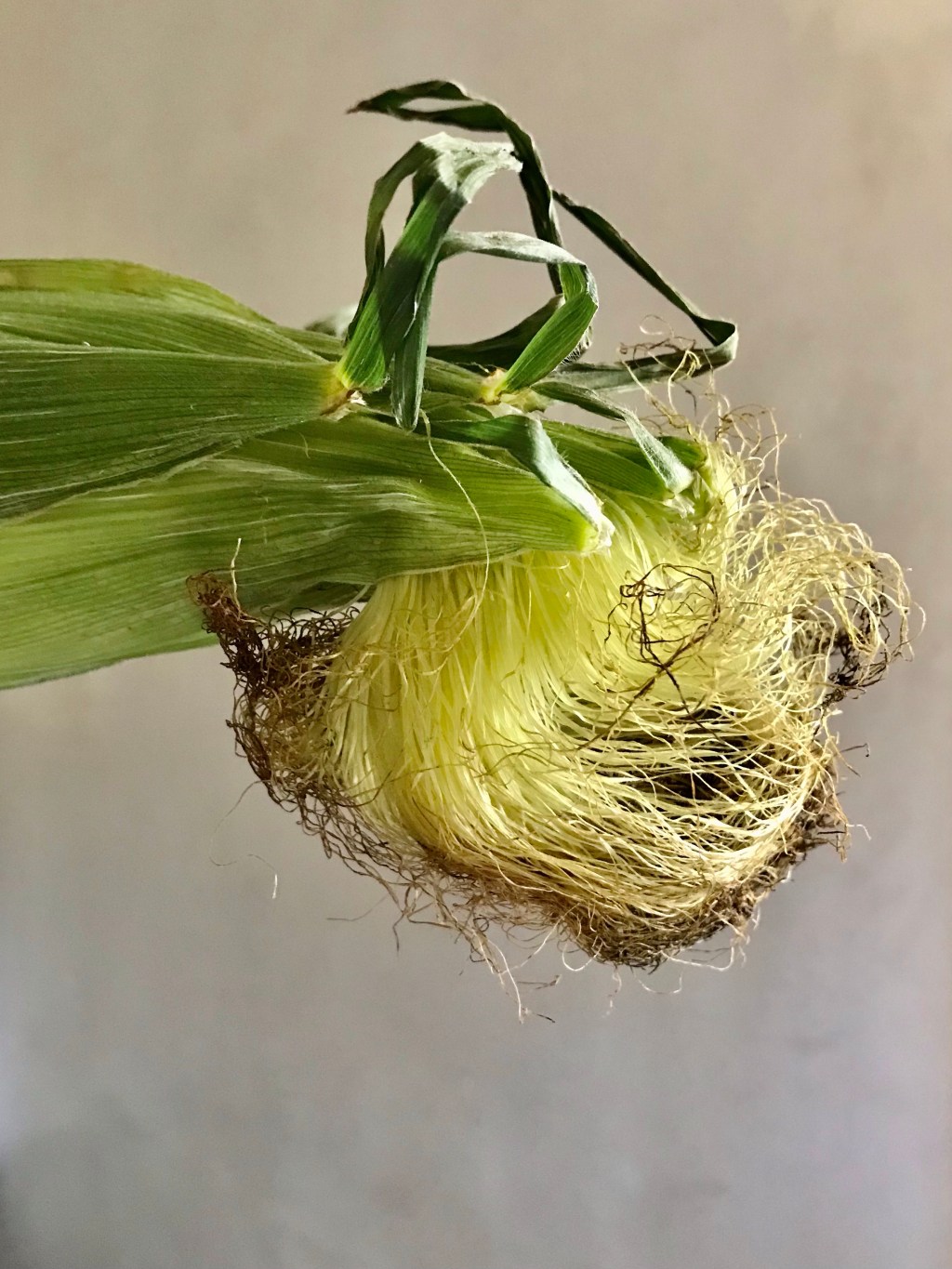 Corn silks