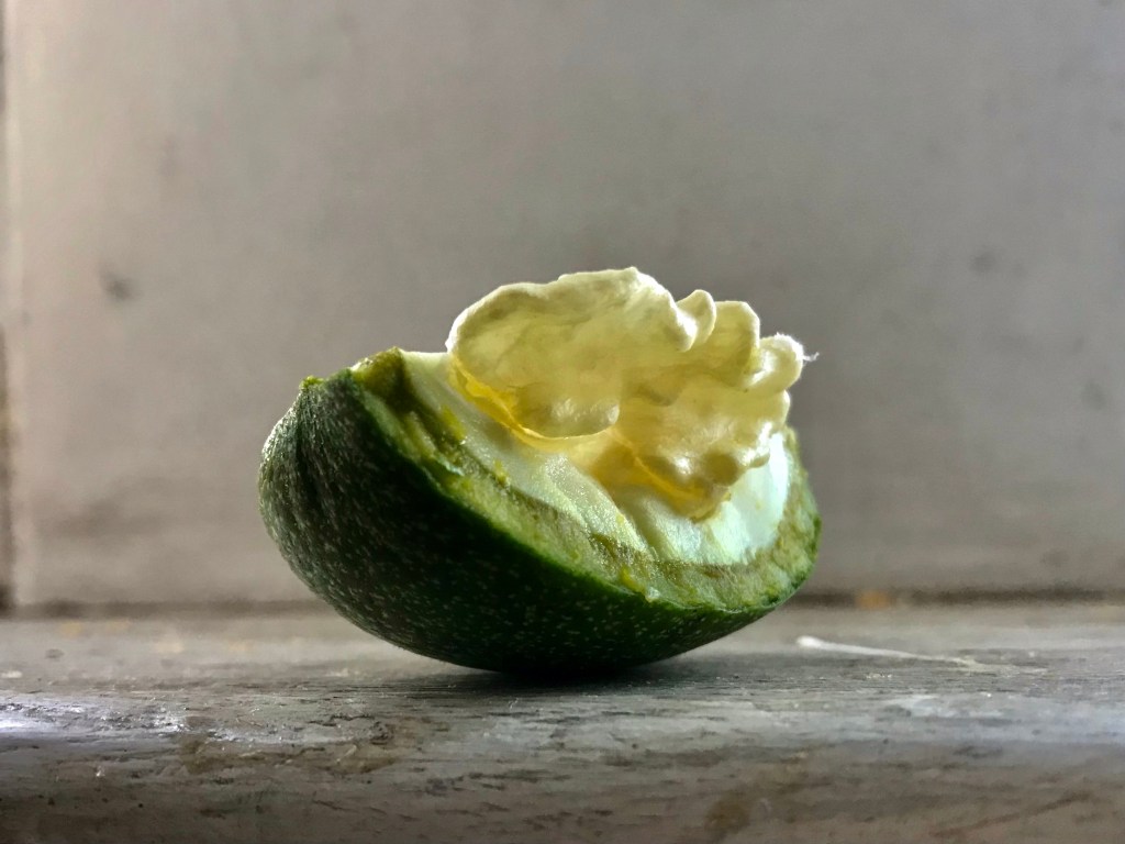 Beauties in maturity, beauties in&nbsp;immaturity