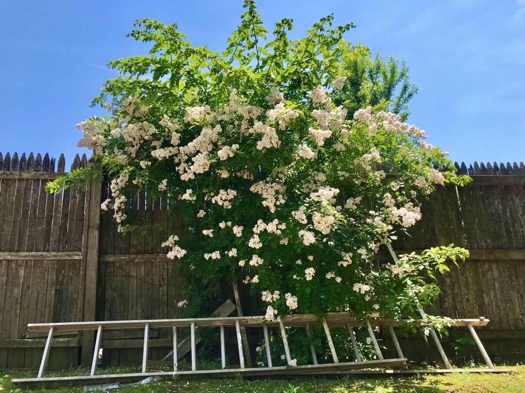 Detail, as the larger&nbsp;picture