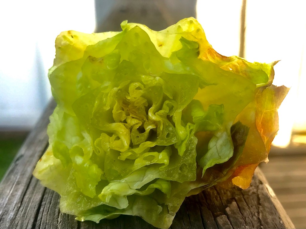 Lettuce  beheaded