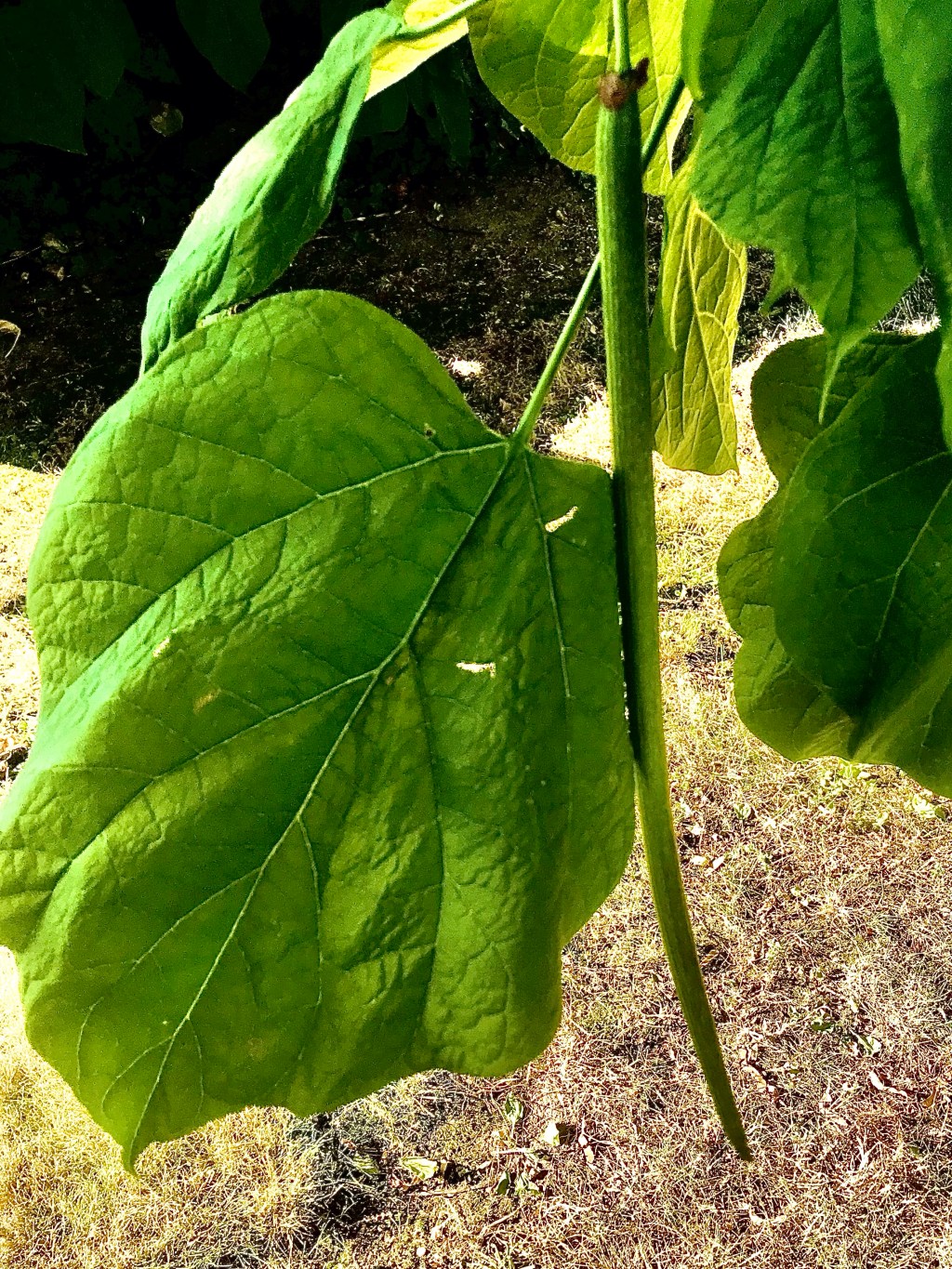A catalpa siliqua