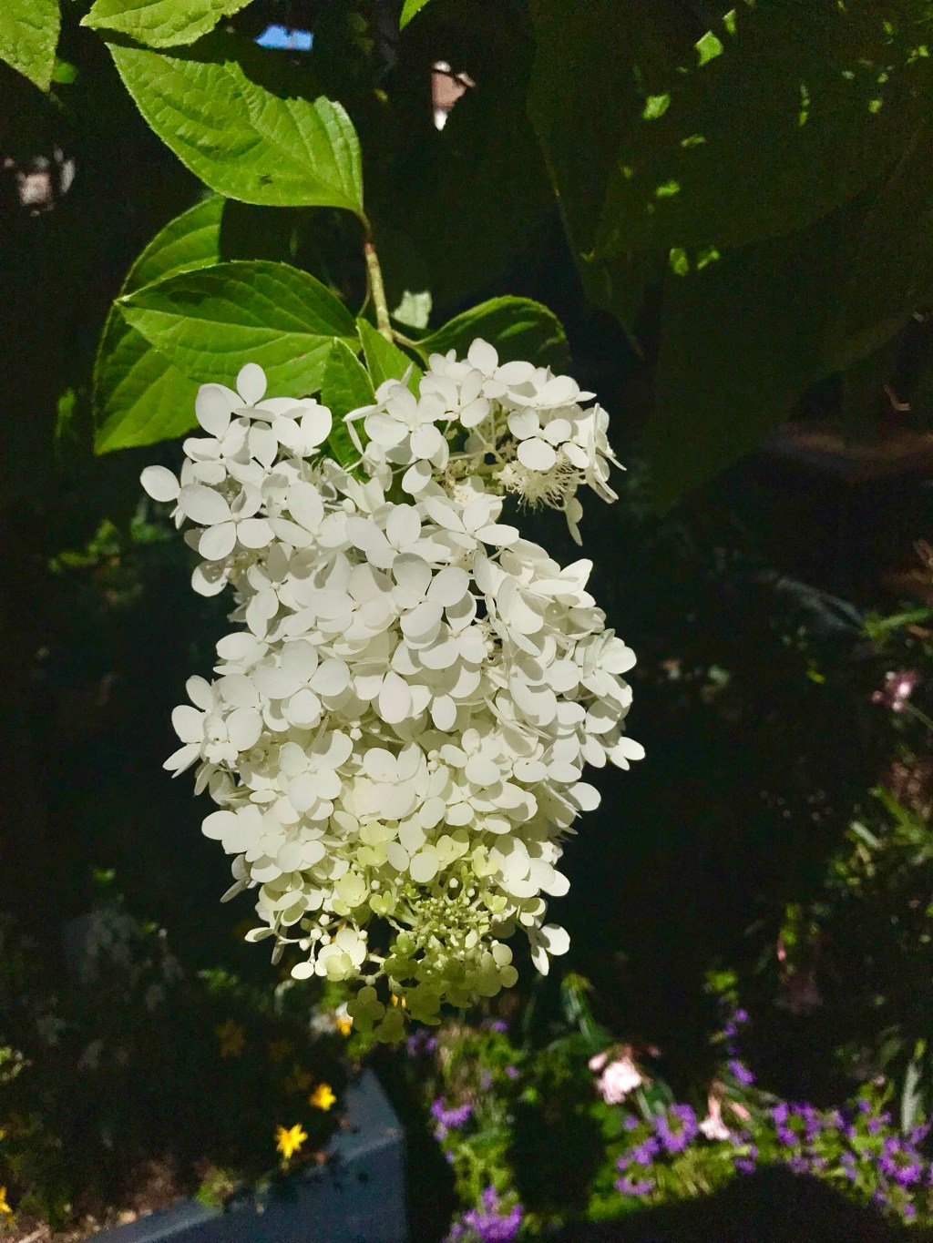 Limelight Hydrangea