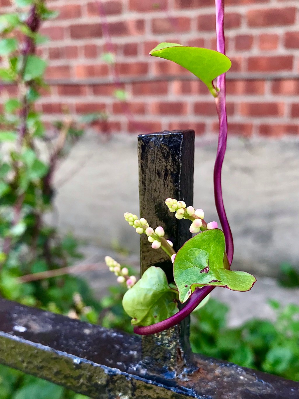 Malabar Spinach