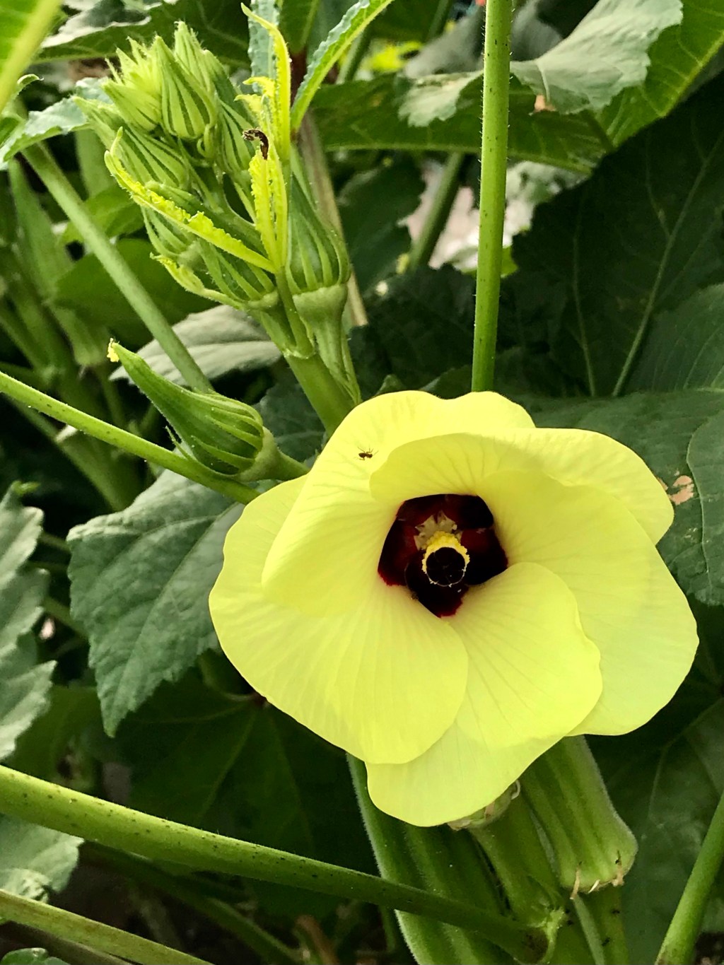 Okra Flower