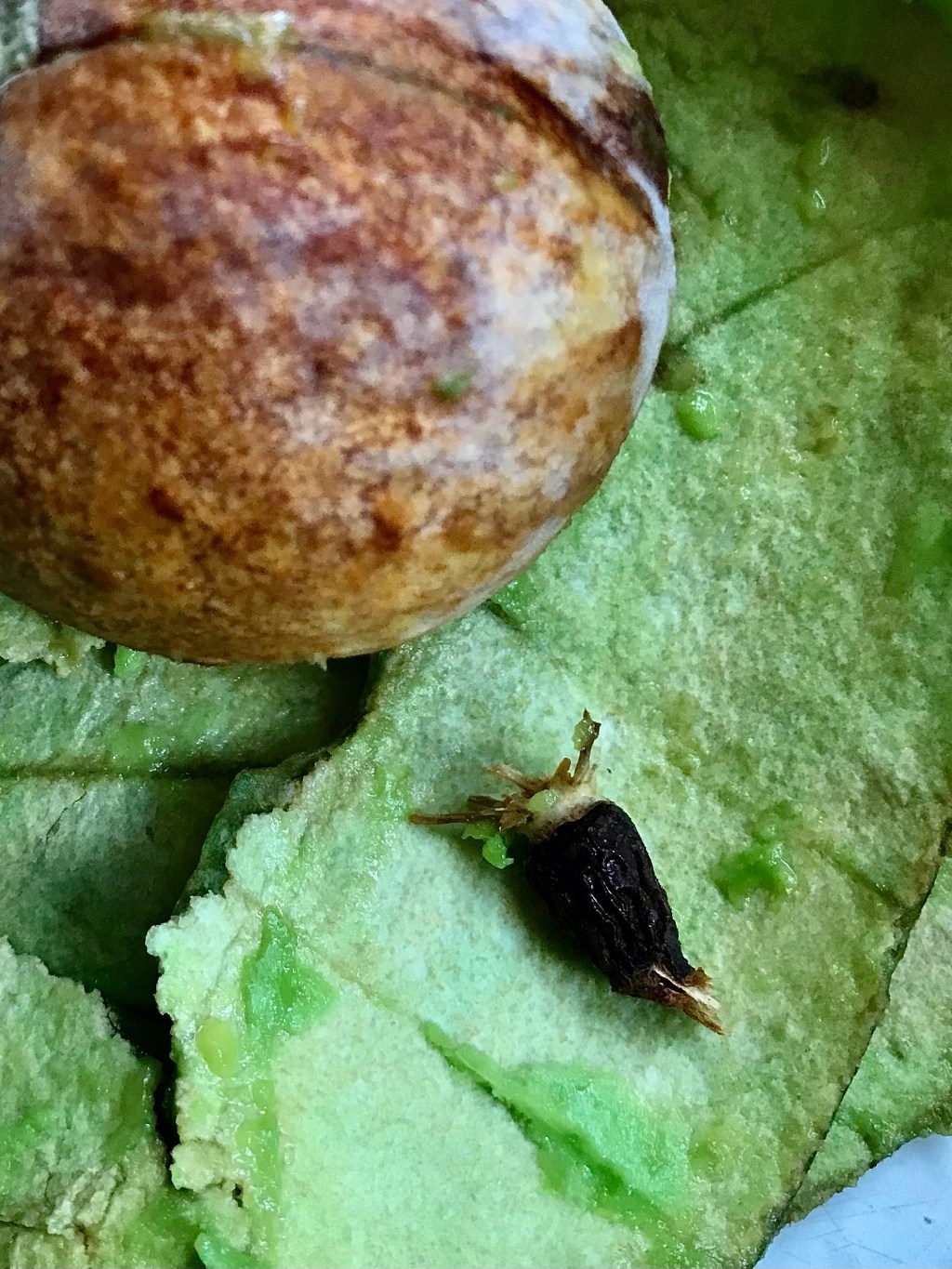 Avocado stem
