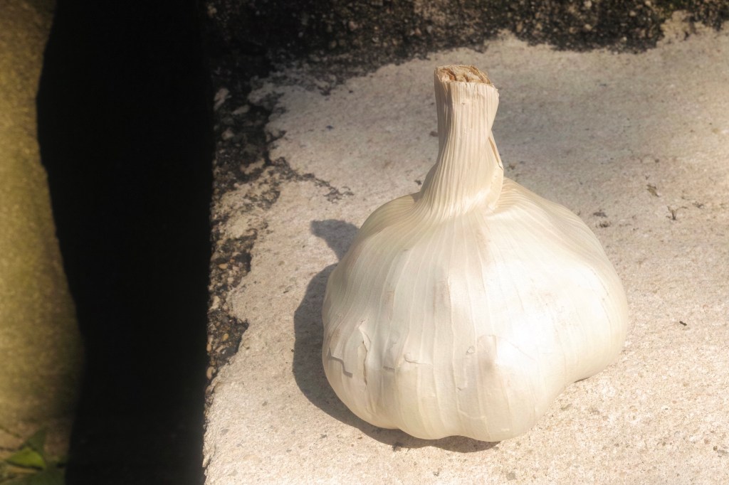 Garlic Portrait