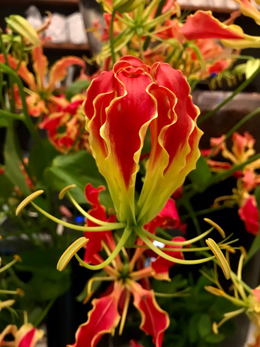 Flame Lily
