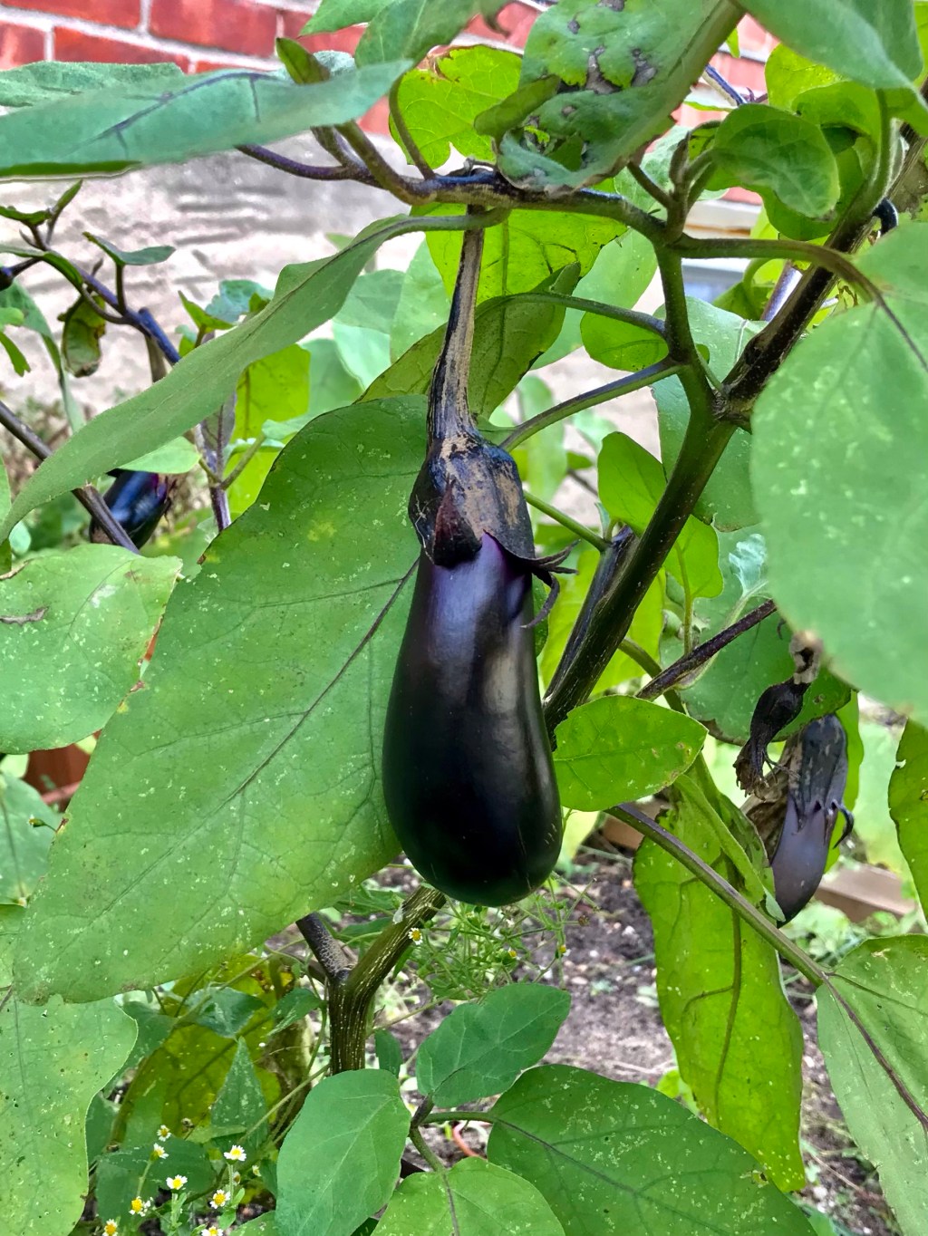 A thing I will gladly photograph but not gladly&nbsp;eat