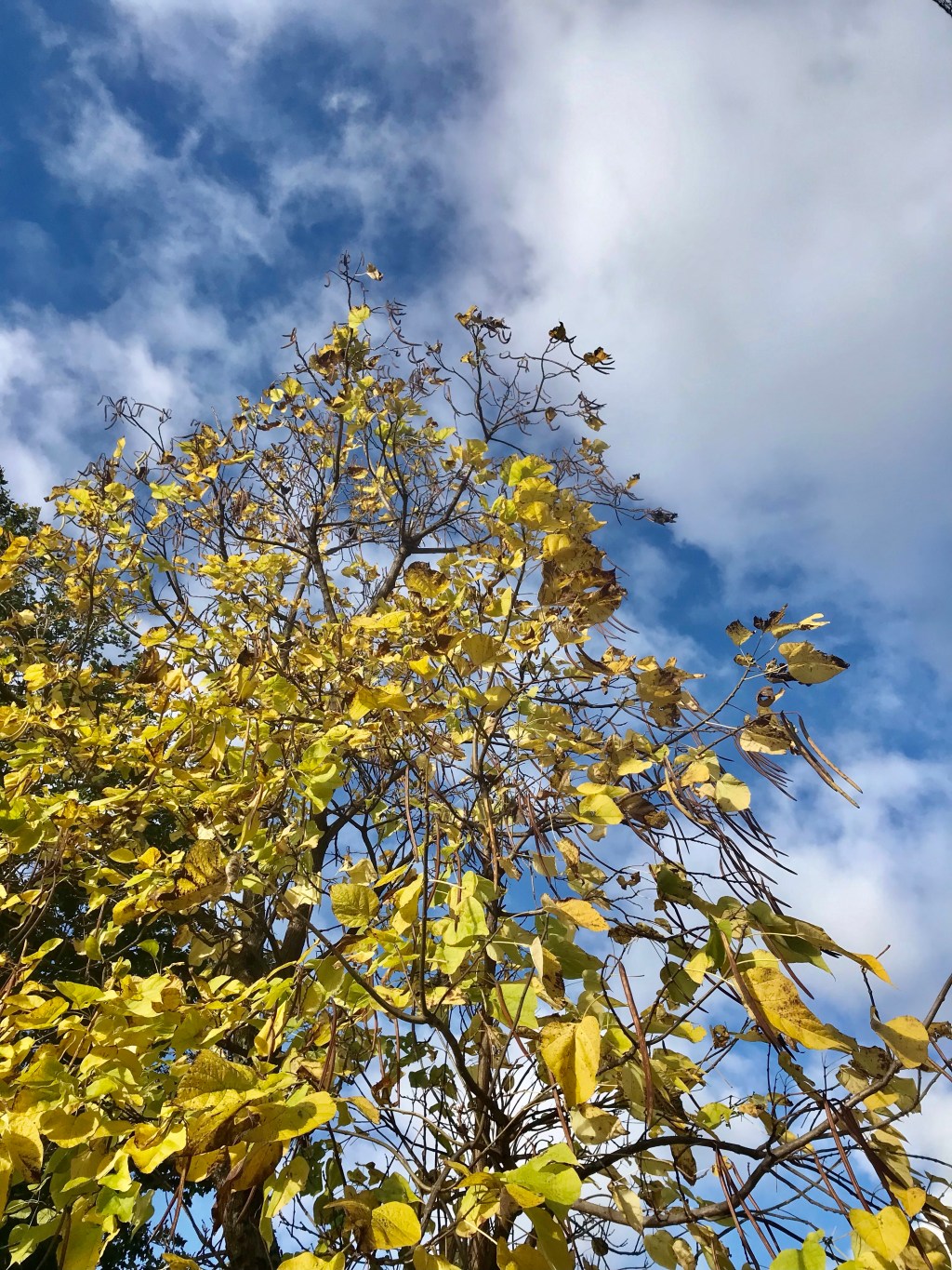 Yet to become&nbsp;field