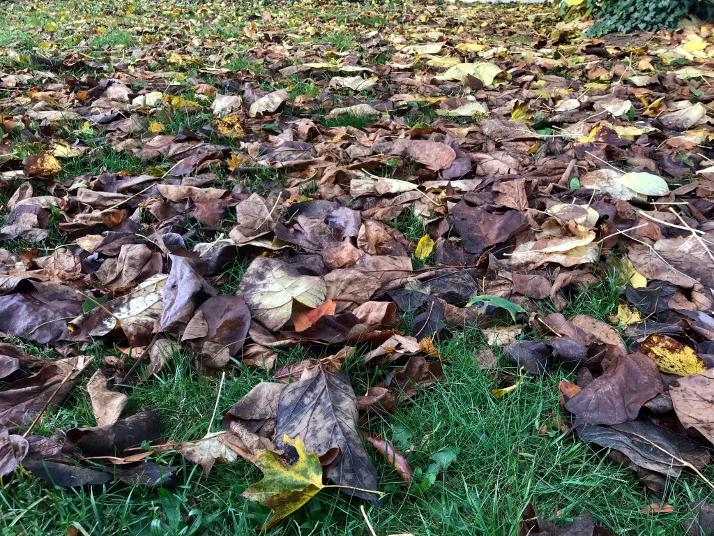 Catalpa field — questioning&nbsp;passing