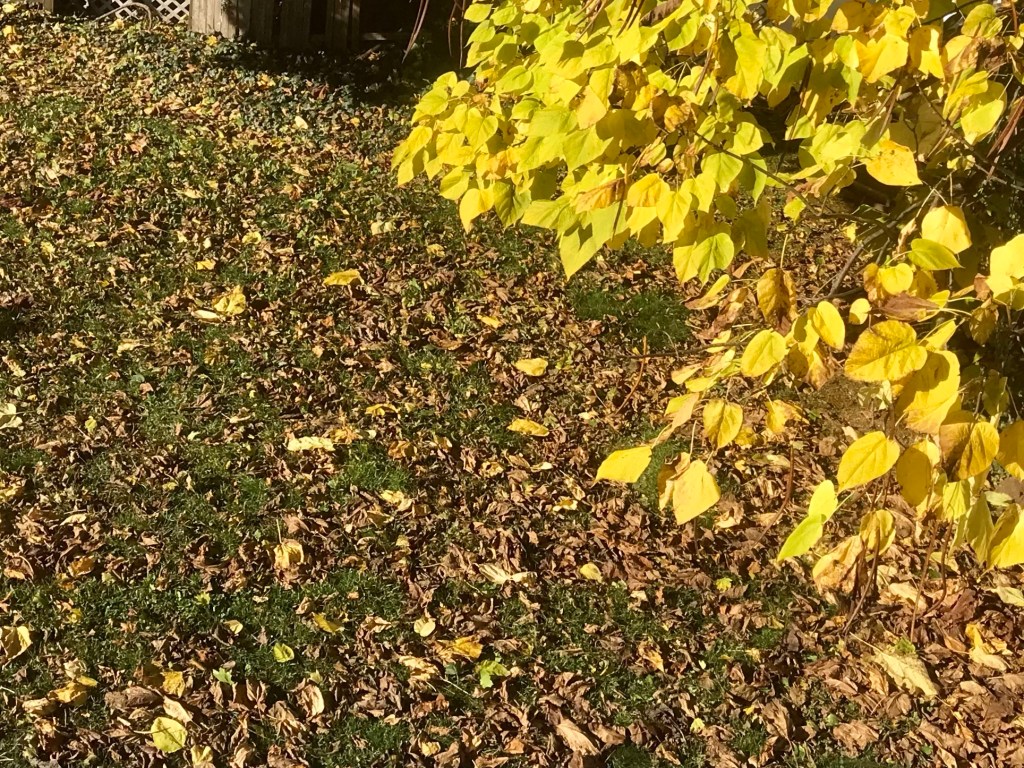 Catalpa states — on branch, as&nbsp;field