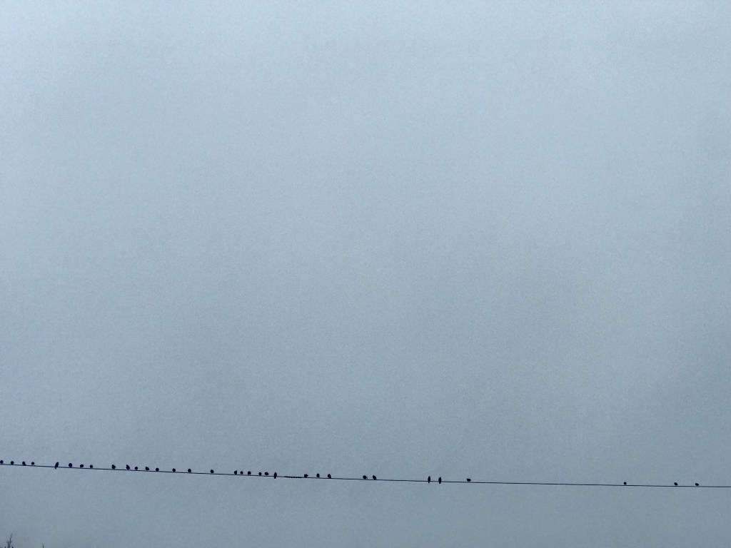 Birds on the&nbsp;line