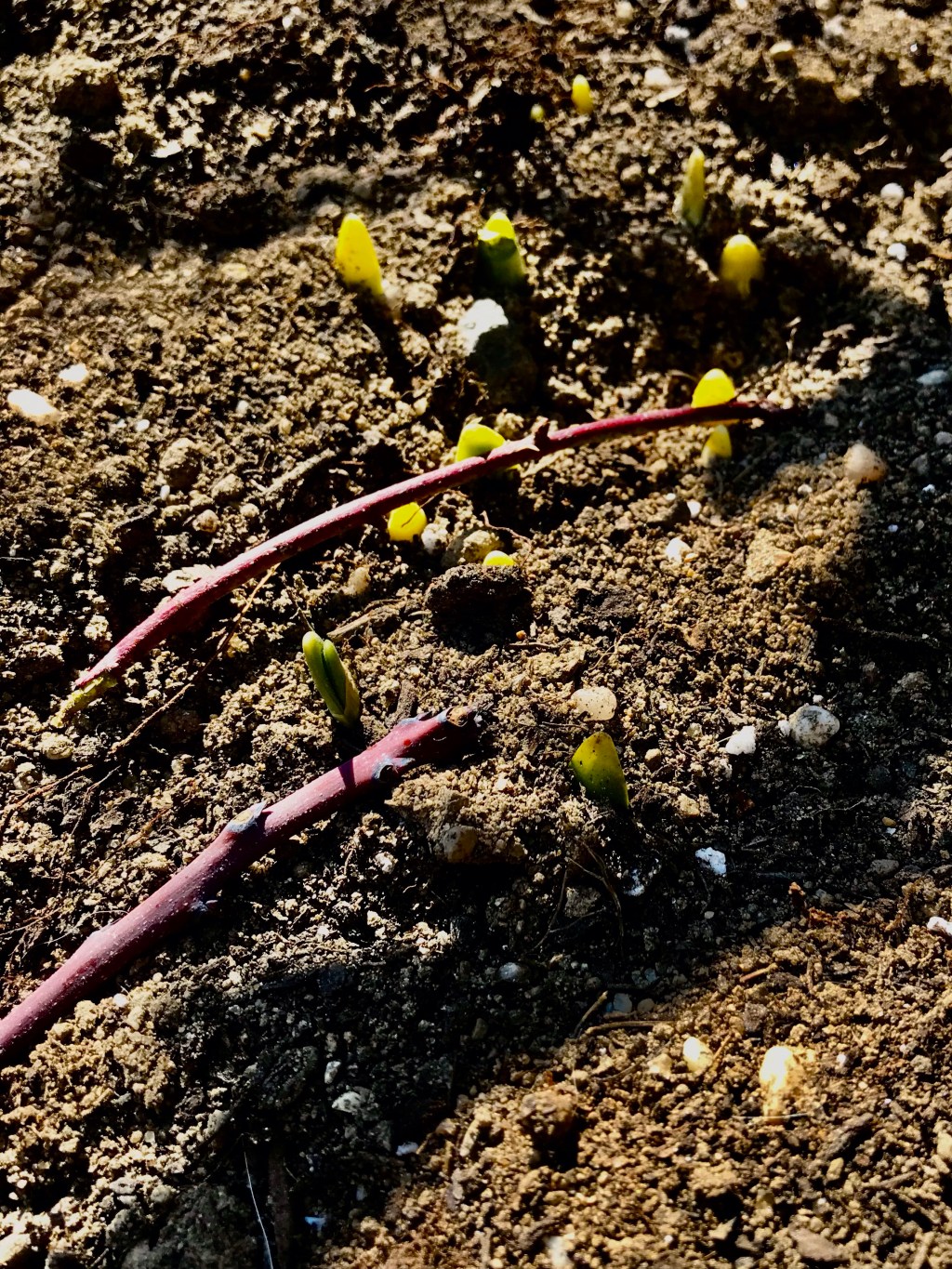 Early springing efforts