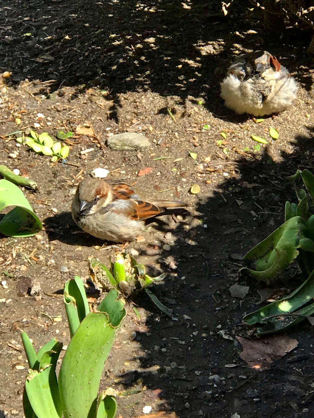 House Sparrow in the Park&nbsp;(Bryant)