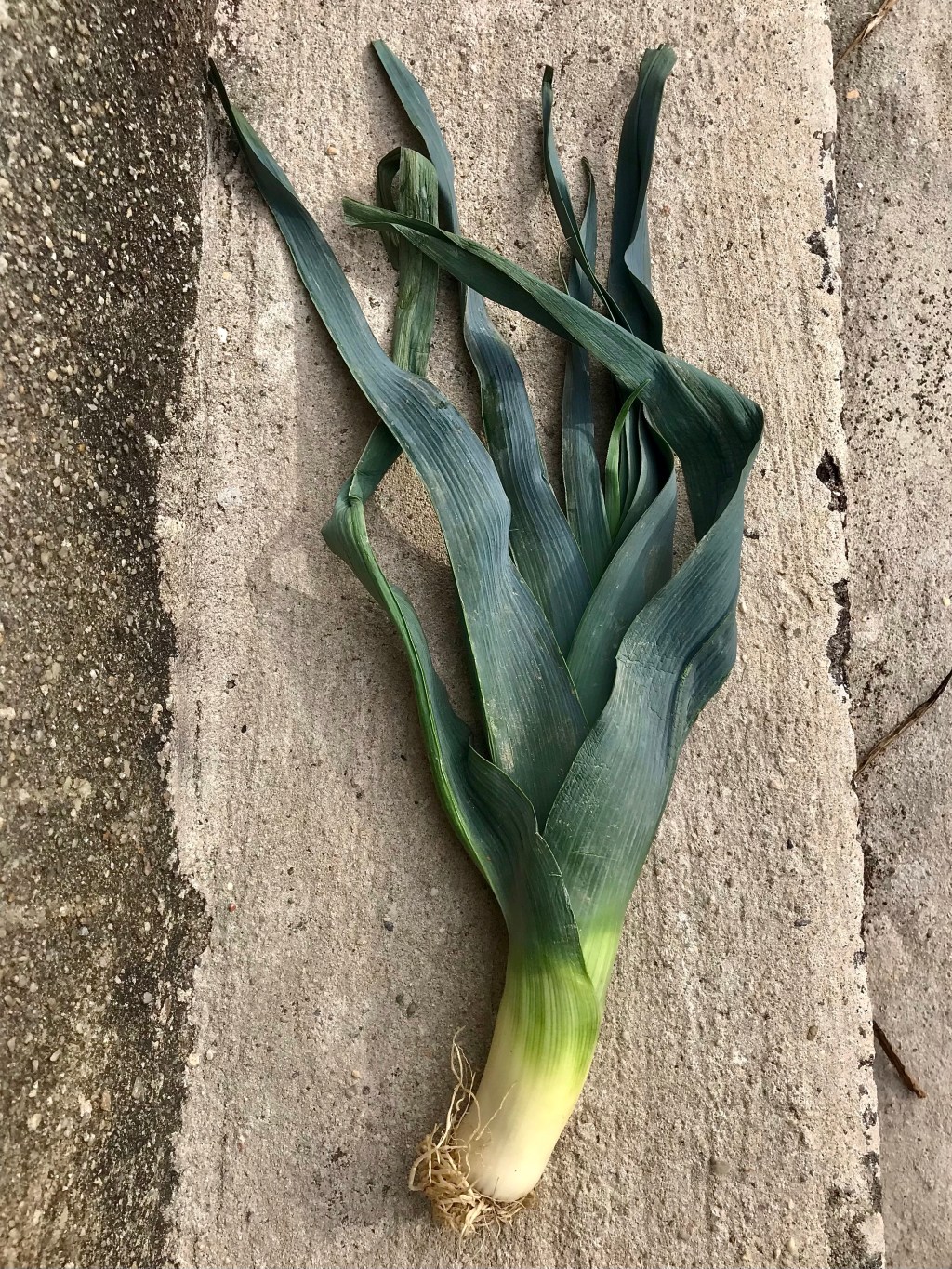 Leek