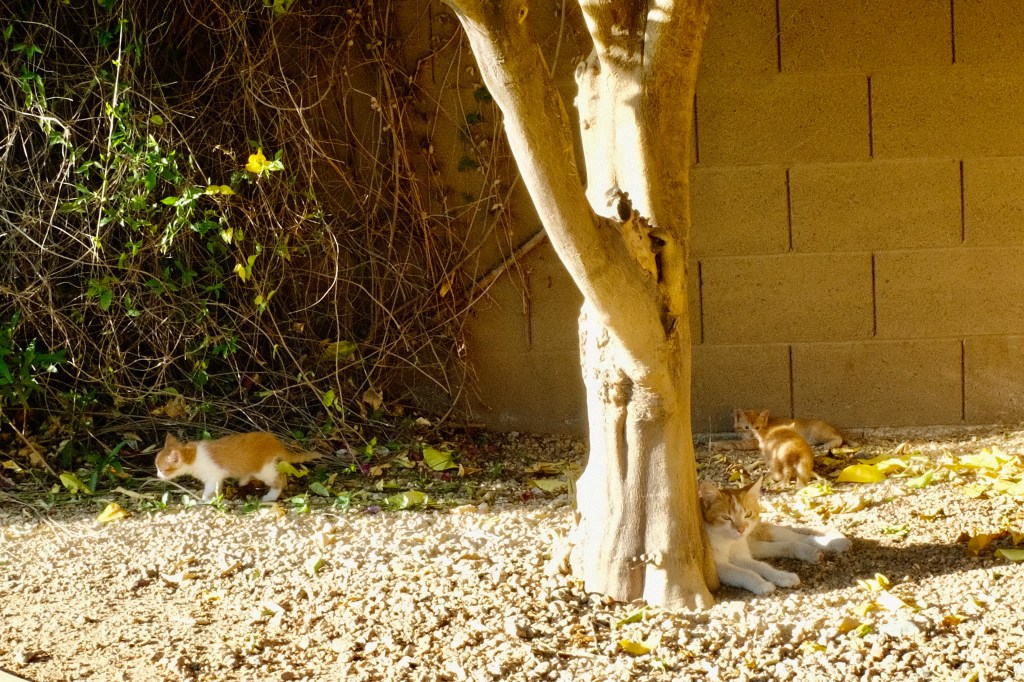 Mother with kittens avoiding the Arizona sun under a lemon&nbsp;tree