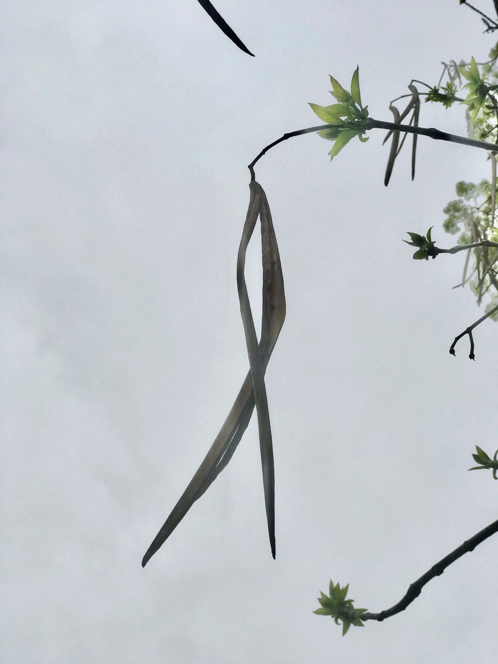 From apokalypsis to&nbsp;genesis