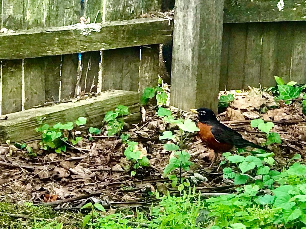 A Robin kept getting closer — on trust or&nbsp;doubt?