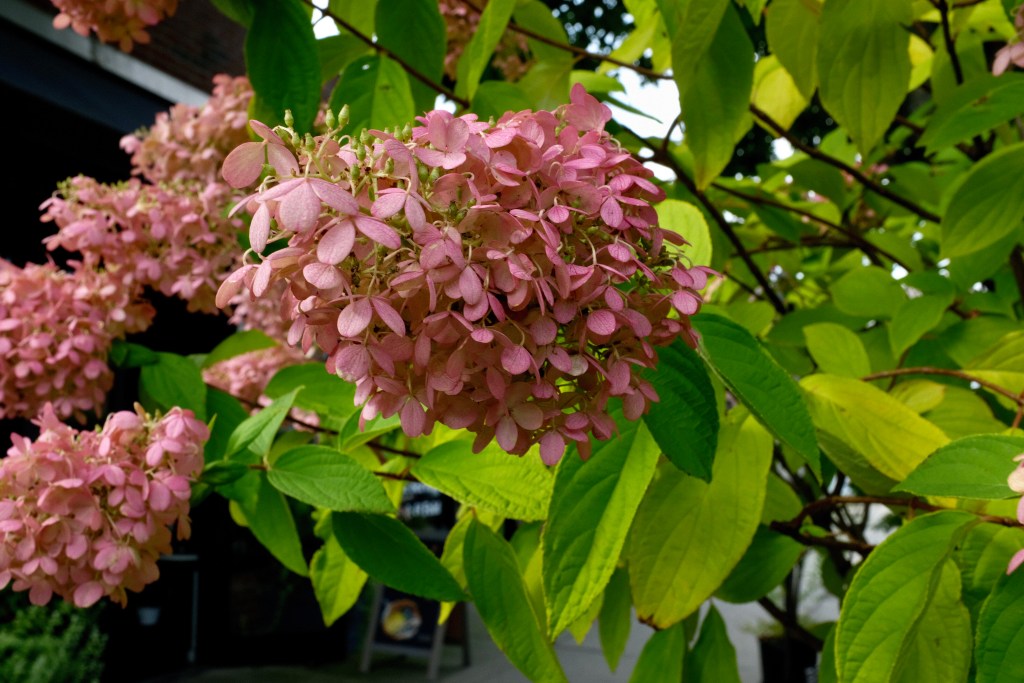 Panicle Hydrangea