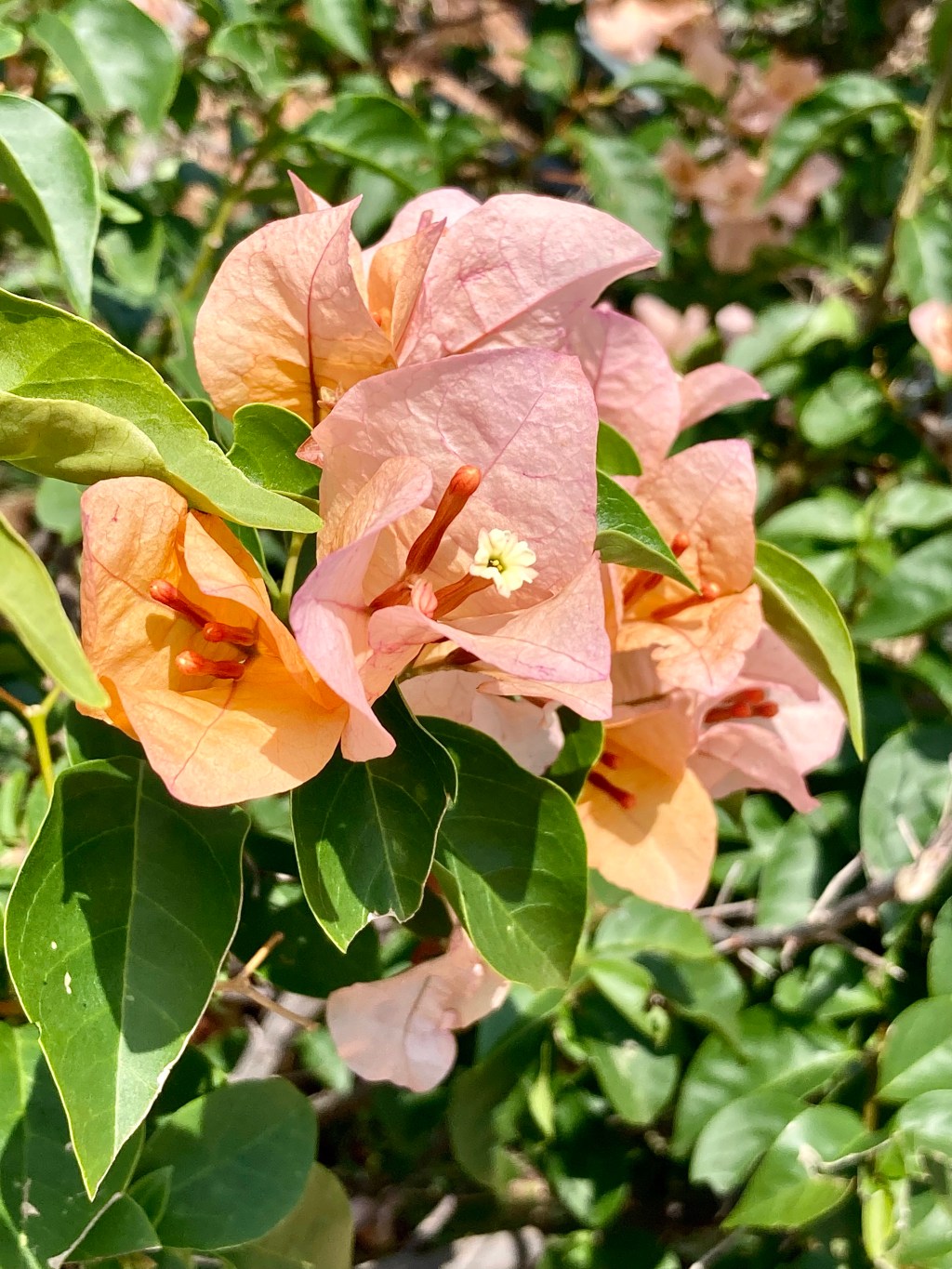 Some do well in an agave&nbsp;field