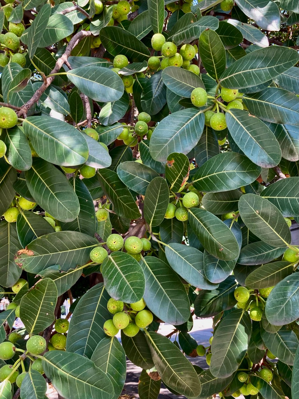 Strangler Fig –&nbsp;Fruits