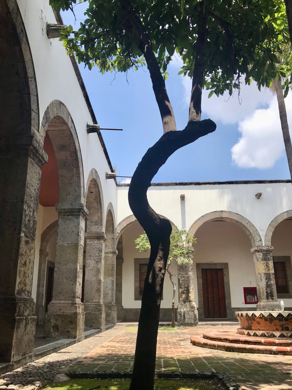 Avocado Tree in&nbsp;Court