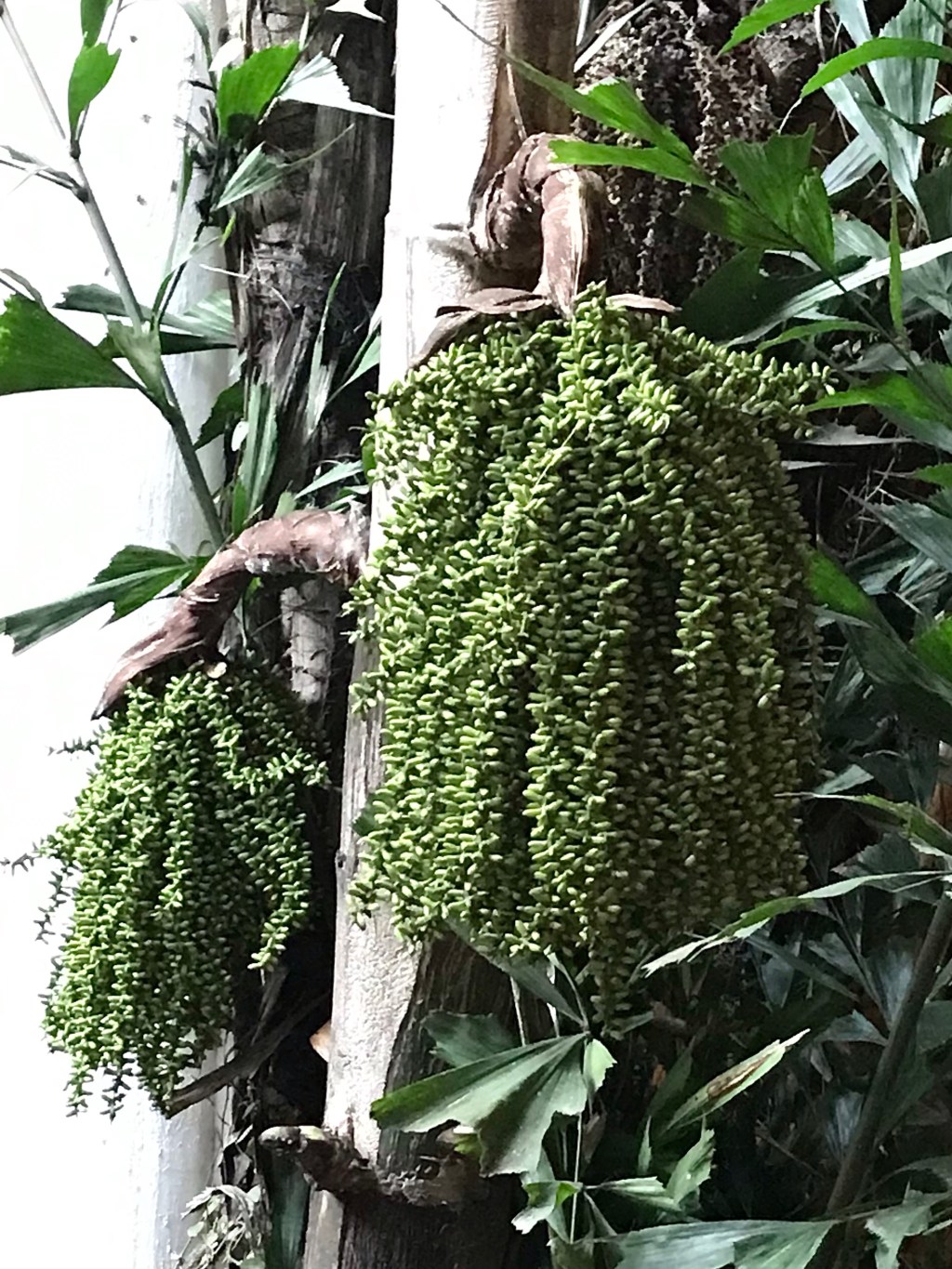 Clustering fishtail palm