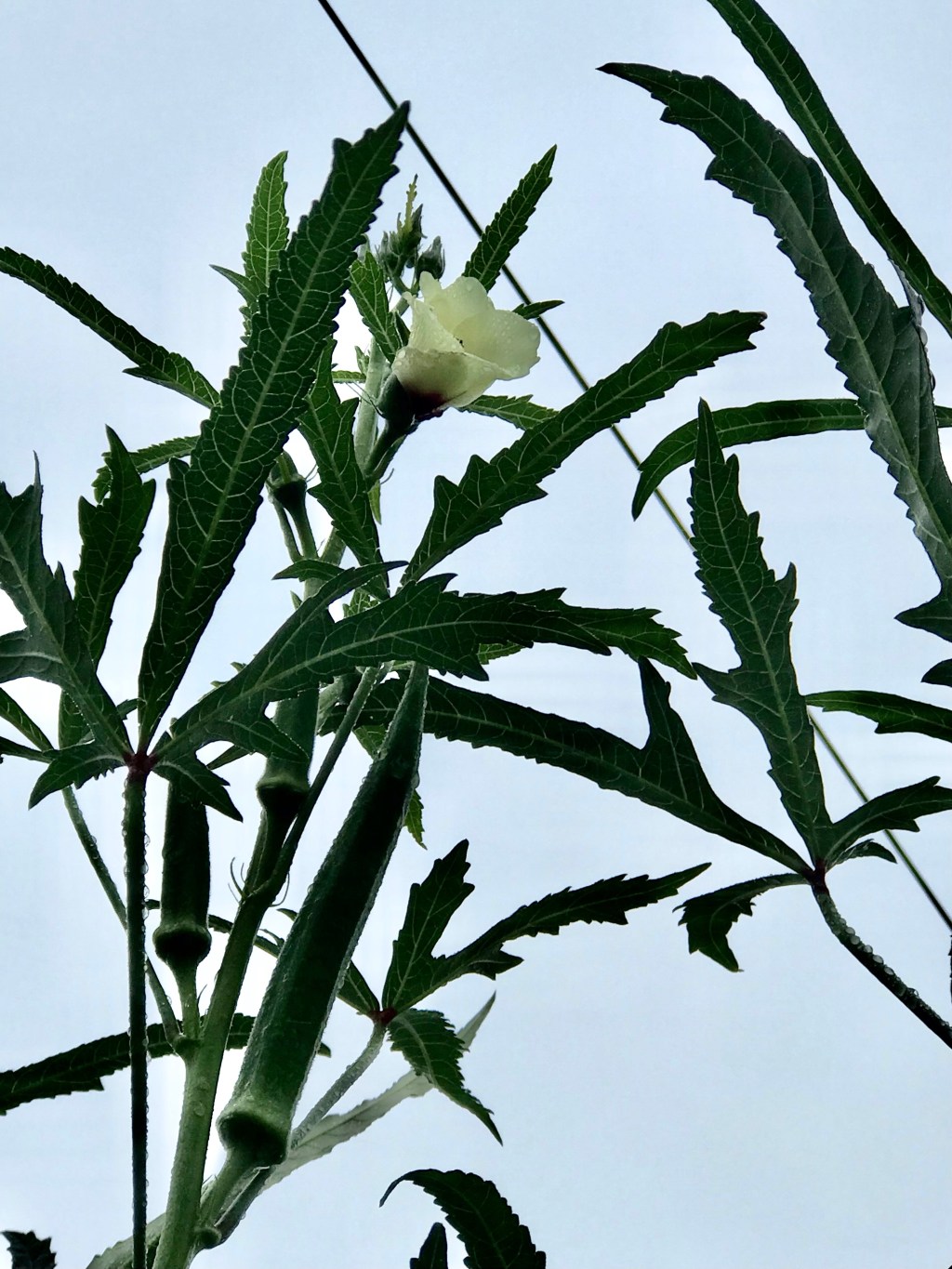 Okra Flower Above