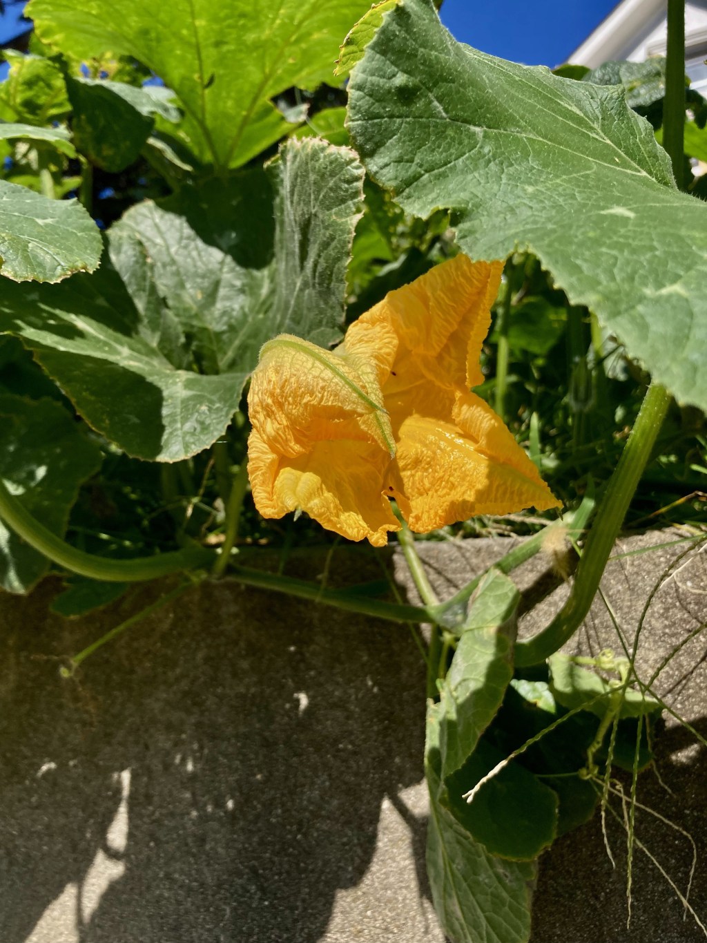 Two sides of a&nbsp;plant