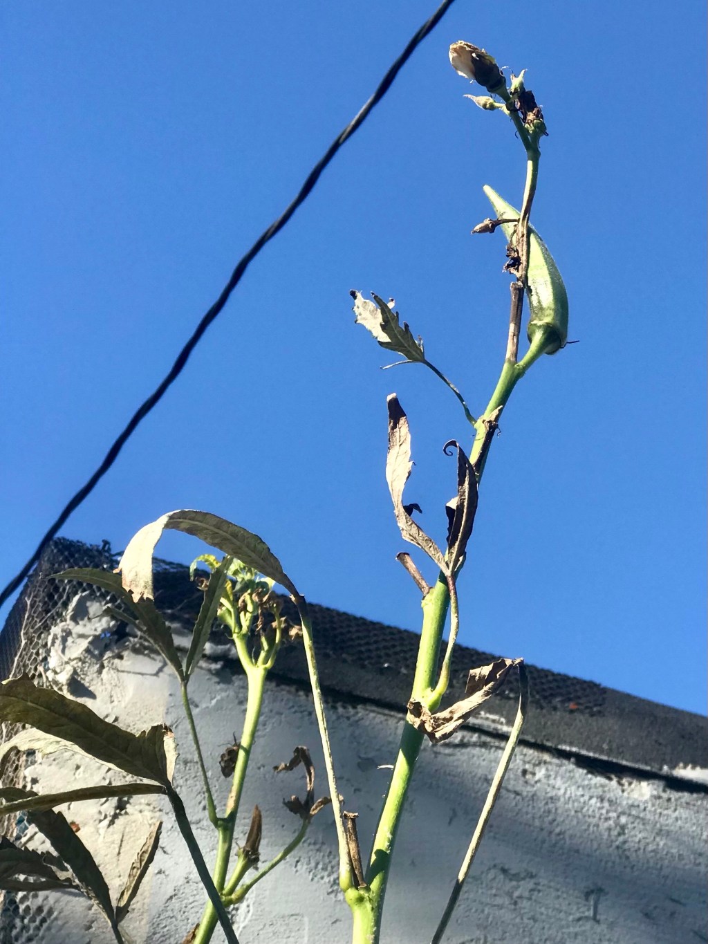 Okra with flower, just hours before the plant was&nbsp;cut