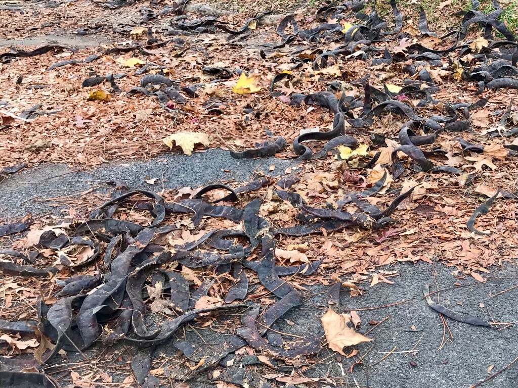 Honey locust — in&nbsp;abundance