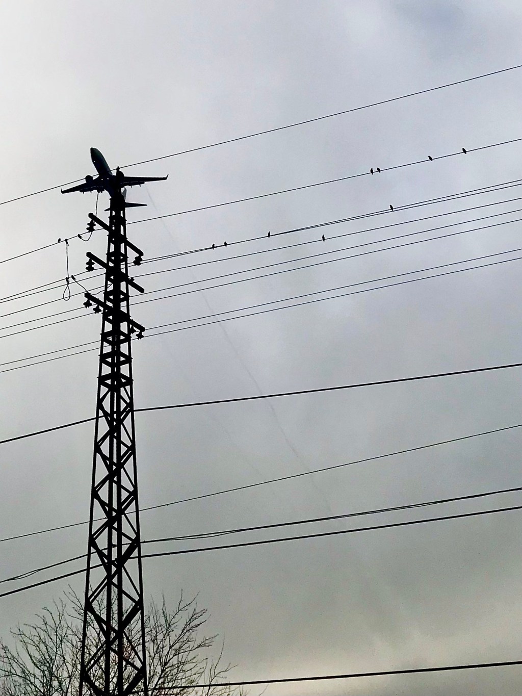Airplane and Birds on&nbsp;lines