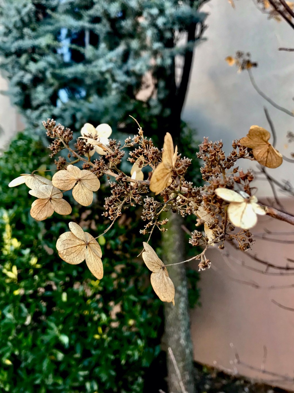 Post-Panicle Hydrangea
