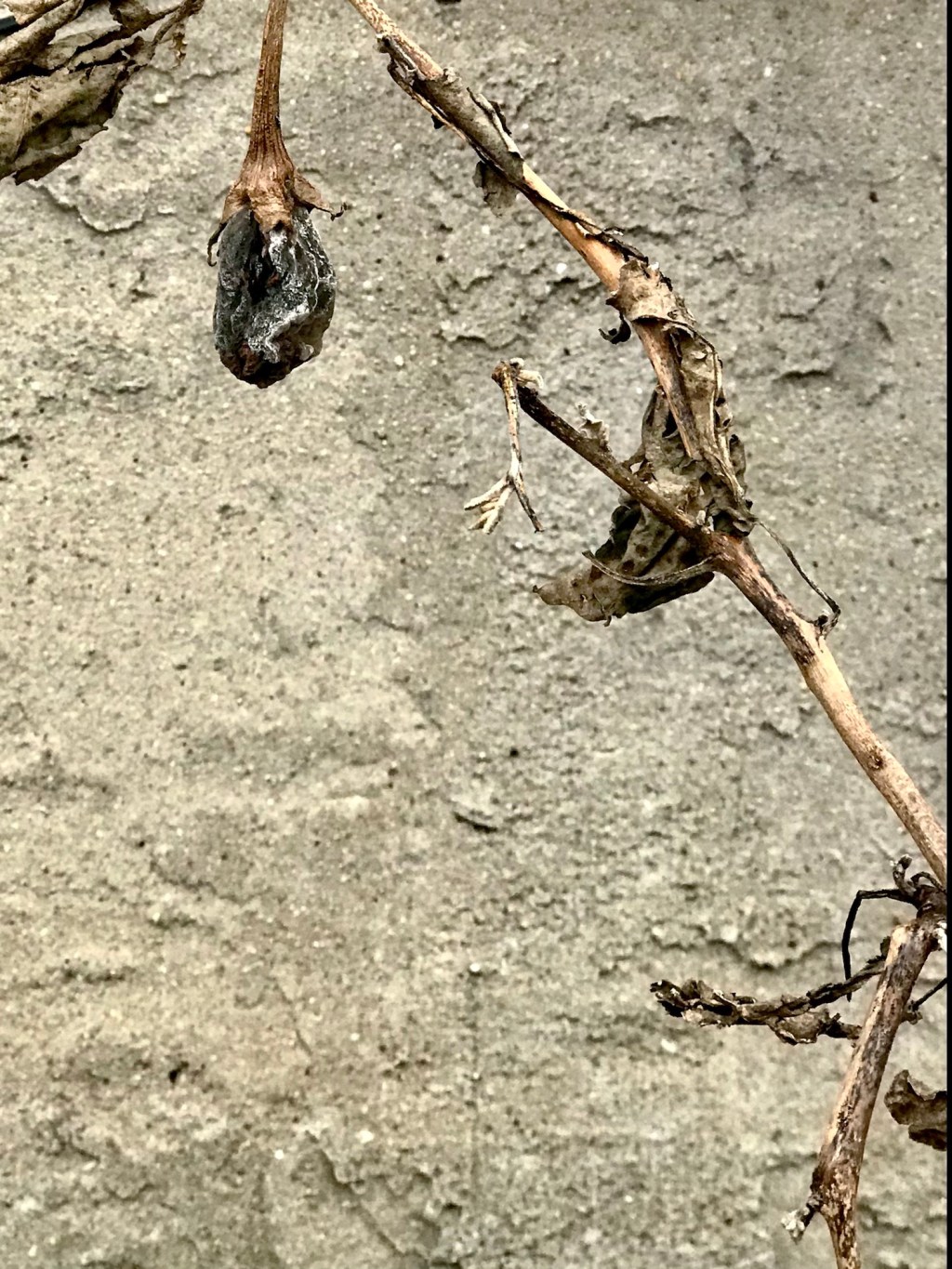 Neglected or forgotten