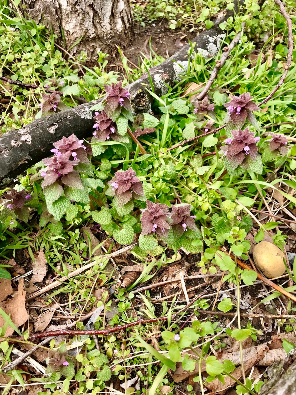Dead Nettle
