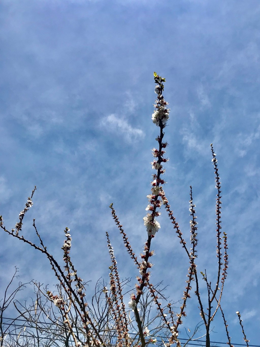 Apricot spreading upwards
