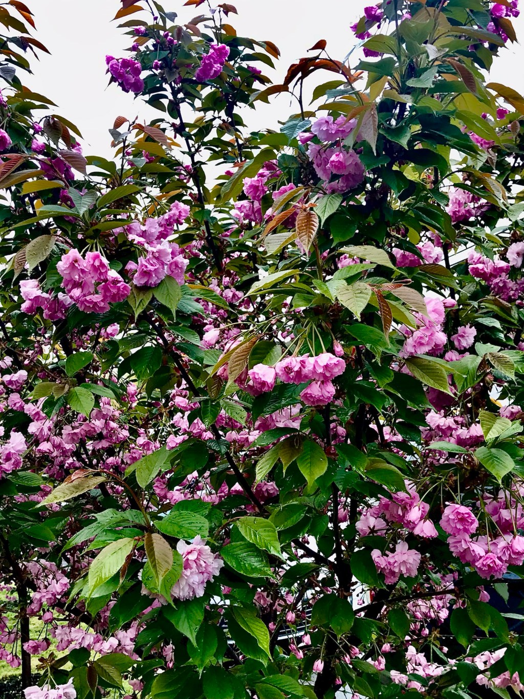 Seven days later — Japanese Cherry&nbsp;Flowers