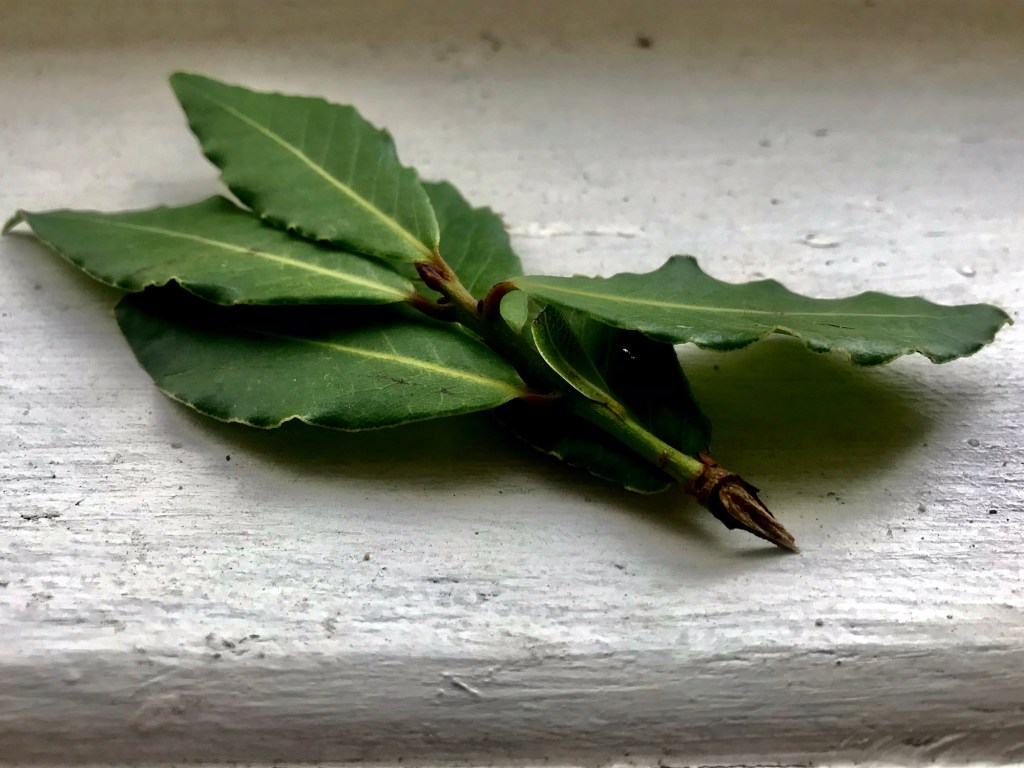 Bay Laurel