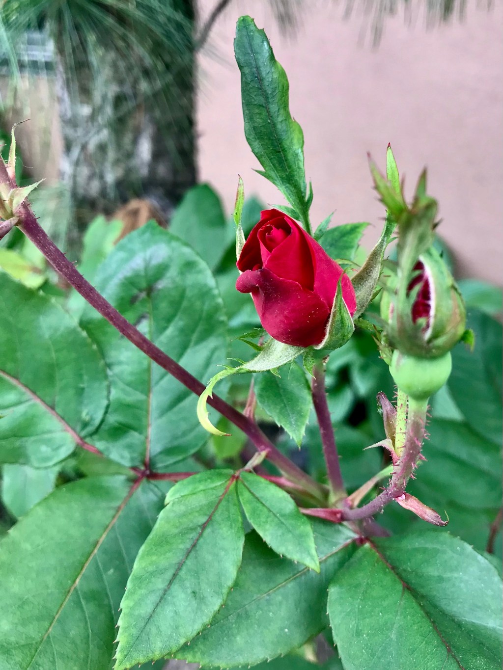The Beauty amongst&nbsp;Plants