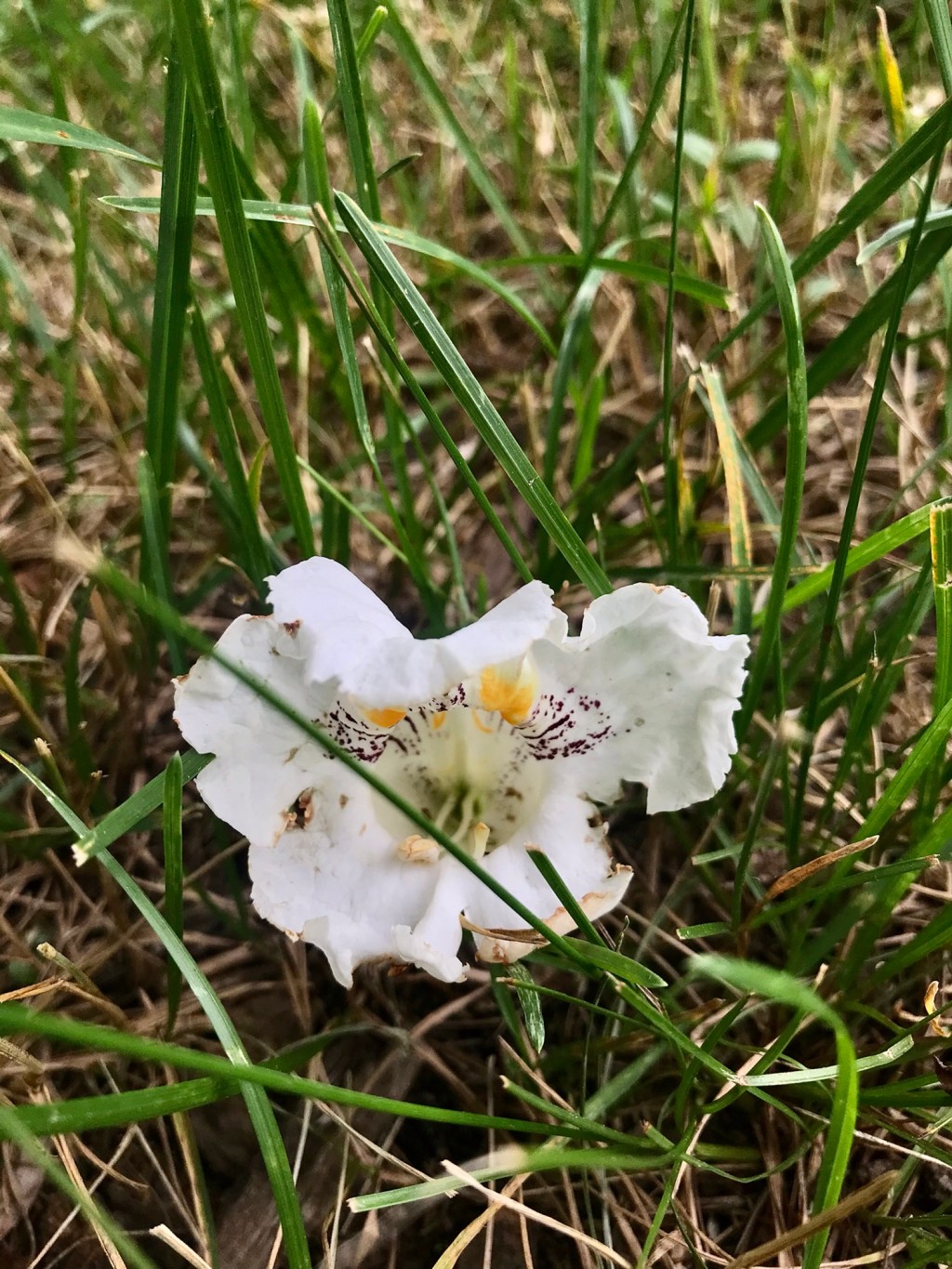 Fallen Catalpa Flower (VI 2, at 3:43&nbsp;pm)