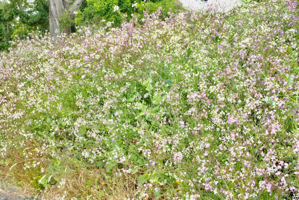Radish, a small&nbsp;field