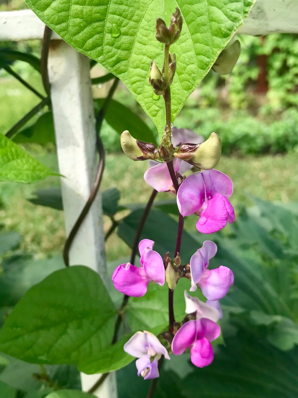 Egyptian Kidney Bean
