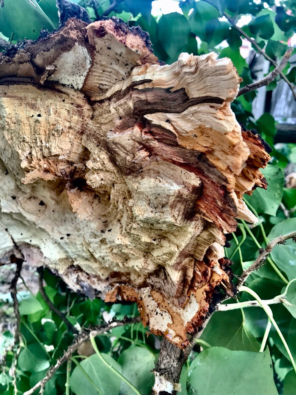 Repercussions of yesterday’s&nbsp;wind