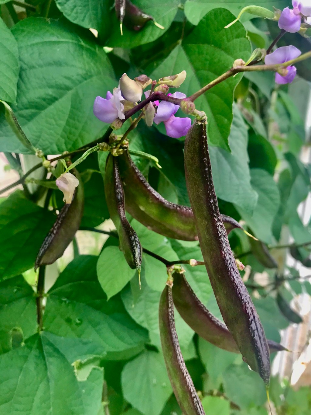 Egyptian Kidney Bean — flowers, pods, twelve days&nbsp;later