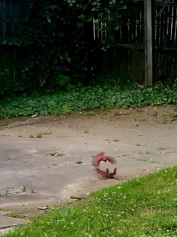 A Cardinal Dance